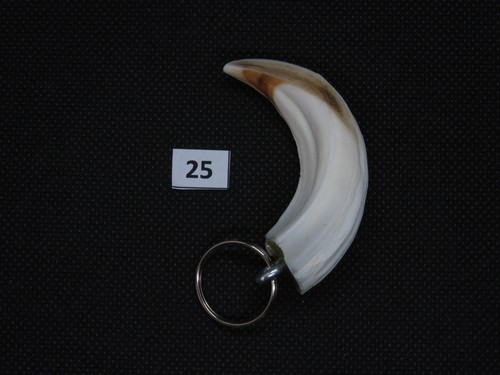 Wild boar tusk - , pendant