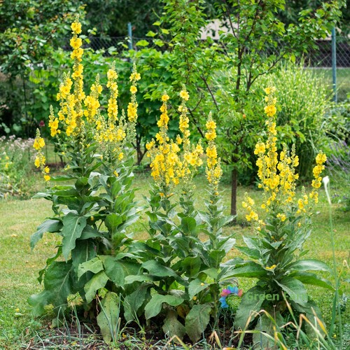 200 semi verbascum - semi,