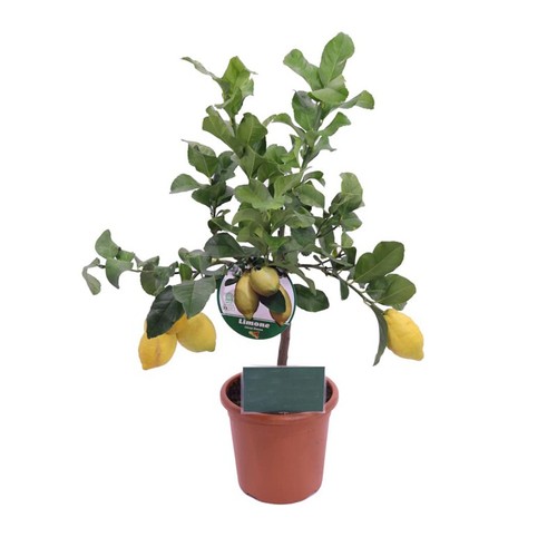 Limone femminello siracusano - femminello,