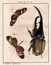 Cervo Volante Farfalle Tab V