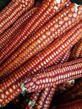 Buste da 100 semi di Mais Pignoletto Rosso antica varietà piemontese 