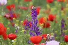 MISCELA DI SEMI DI FIORI