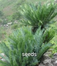 Semi di Munchii Encephalartos blu 5/10 pezzi