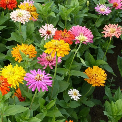 Graines zinnia elegans - de,