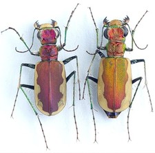 Carabidae, Cicindelinae