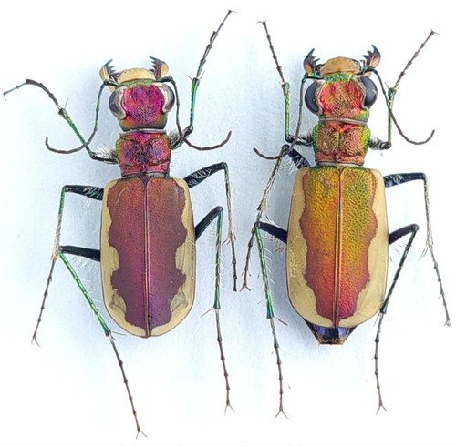 Carabidae cicindelinae - carabidae,,
