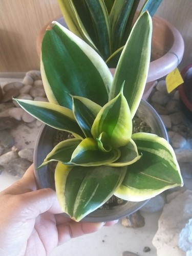 Sanseveria rara black star - sanseveria,