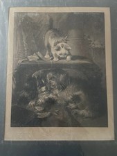 1850 ca. Grande Acquatinta Bellissima da dipinto di Bateman Gatti e Cani