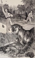 ORIGINALE ARTE antico vittoriano leone tigre gotico tatuaggio tassidermia sport tennis inchiostro
