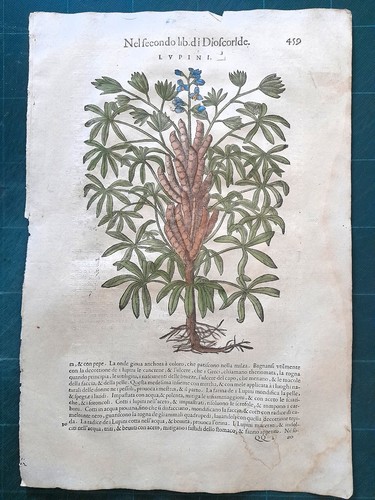 Mattioli matthioli erbario - matthioli,
