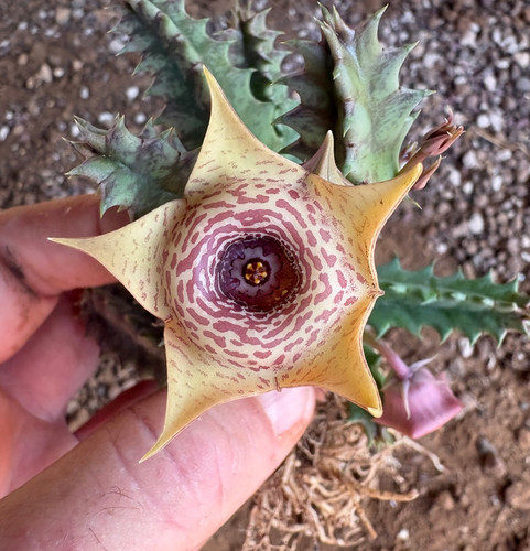 Huernia zebrina hybrid - huernia,