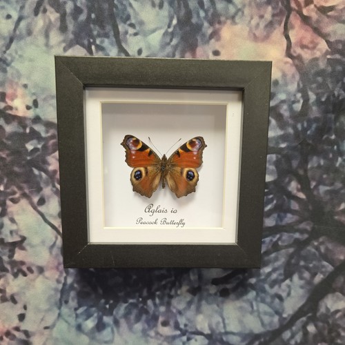 Peacock butterfly - butterfly, io)