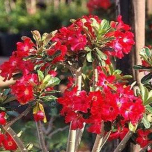 Adenium obesum arrogant - obesum, cv
