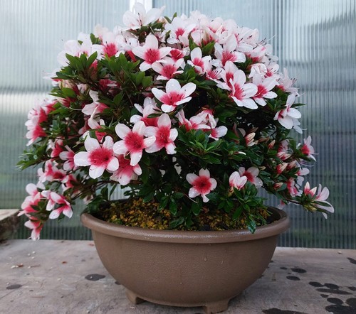 Joe super bonsai - bonsai, "