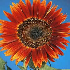 10 SEMI DI GIRASOLE GIGANTE