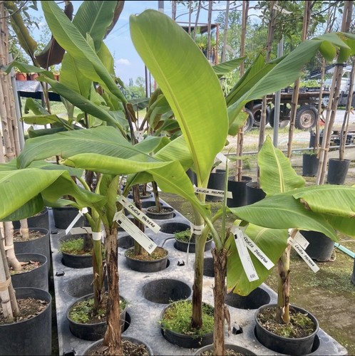 Musa gruesa palmera - palmera”,