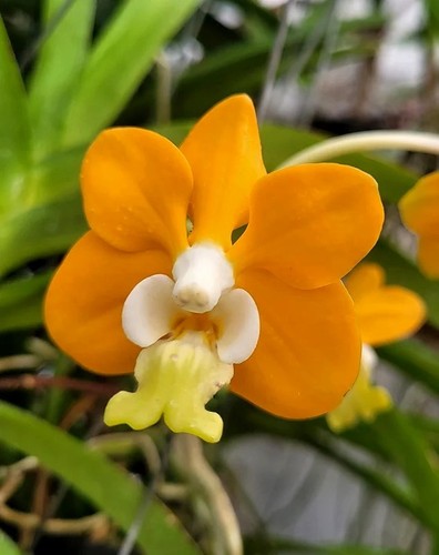 Orchidea arancione vanda - arancione,