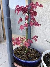 Bonsai acero deshojo NON INNESTATO