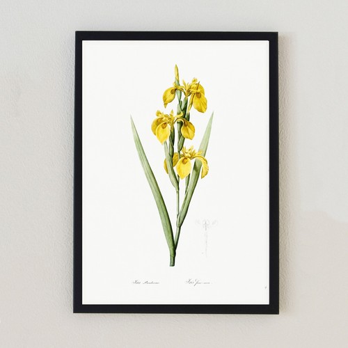 Illustrazione floreale vintage