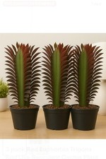 3 pack Red Euphorbia Trigona