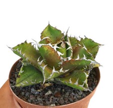 Agave titanota cv LUNA ROSSA NUOVO CLONE COMPATTO -