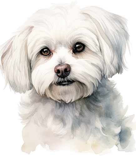 Adesivo auto maltese - , cani