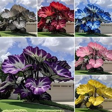 500 pezzi/confezione fiore di