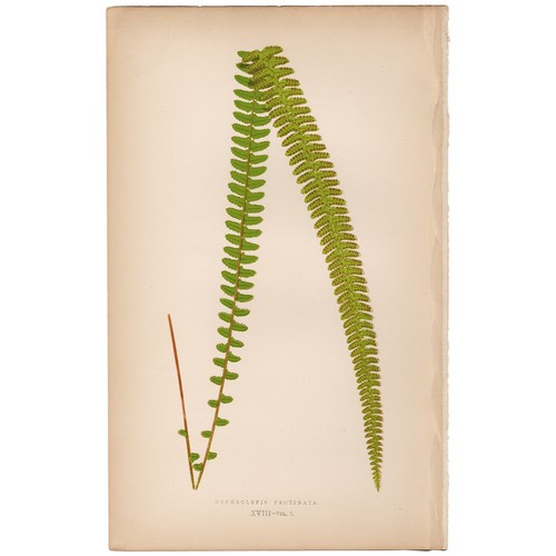 Antica stampa botanica 1872