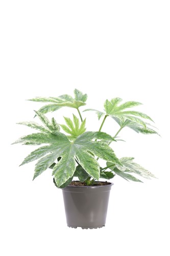 Pianta vera fatsia japonica - pianta,