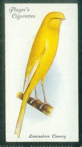 Carta uccelli 012 1933 - uccelli,, 012,