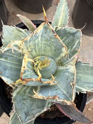 Rara agave succulenta titanota - rara,