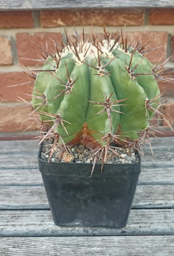 Echinocactus platyacanthus - echinocactus,
