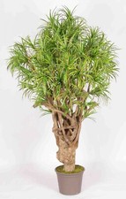 Dracena Yucca artificiale mini