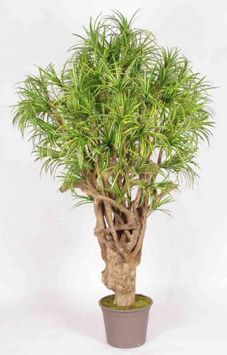 Dracena yucca artificiale mini - yucca,