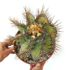 Astrophytum ornatum PIANTA ANTICA LEGGERMENTE SPIRALIS (RADICI PROPRIE) - Berretto Vescovile | Mon
