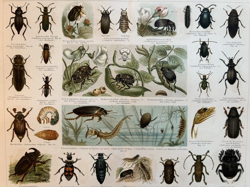 Antica grafica fauna insetti - grafica,