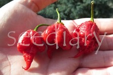 DRAGON'S BREATH - 10 SEEDS, 2.480.000 SHU!!! 