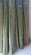 5 Canne Bambu Nere, Altezza