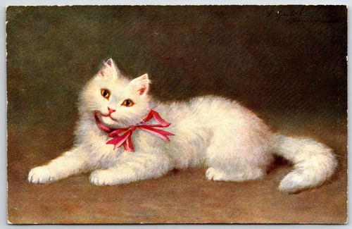 Fluffy white persian - fluffy,