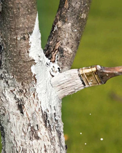 Calce idrata liquida fungicida - calce,