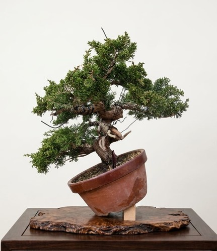 Bonsai ginepro itoigawa - ginepro,