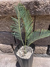 Encephalartos Friderici