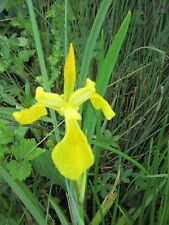 Giglio spada d'acqua Iris