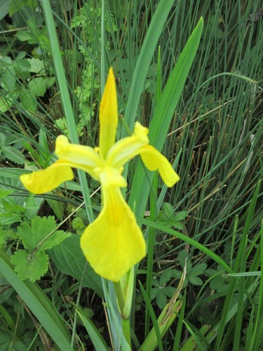 Wasserschwertlilie iris - wasserschwertlilie,
