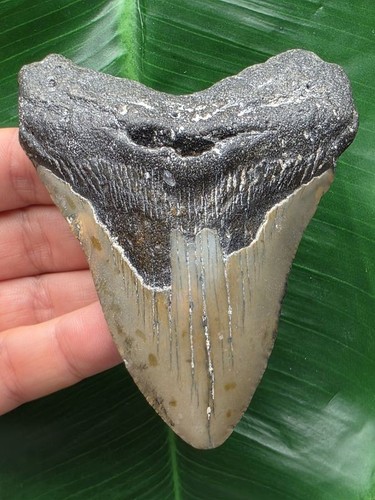 Dente grigio del - , megalodonte