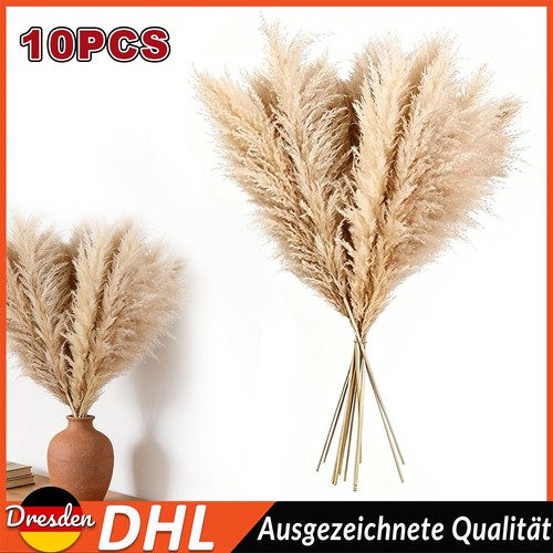 Pezzi erba pampa xxl - erba,