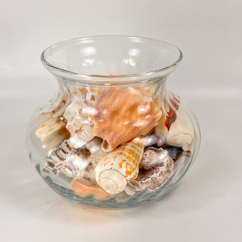 Barattolo scanalato conchiglie - barattolo,