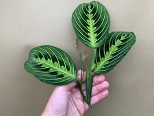 Maranta Limone Lime Ramo