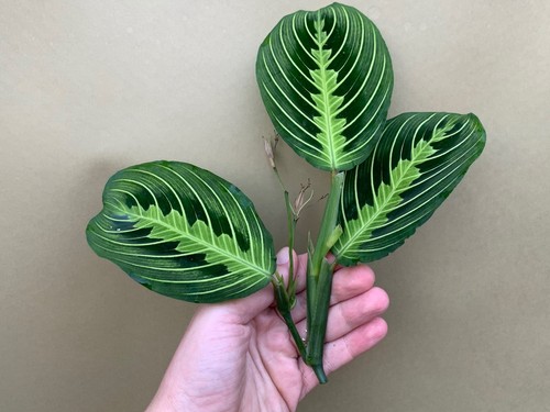 Maranta limone lime ramo - maranta,
