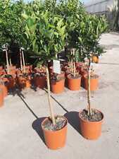 PIANTA DI CLEMENTINO in vaso cm 24 (foto reali) altezza cm 140